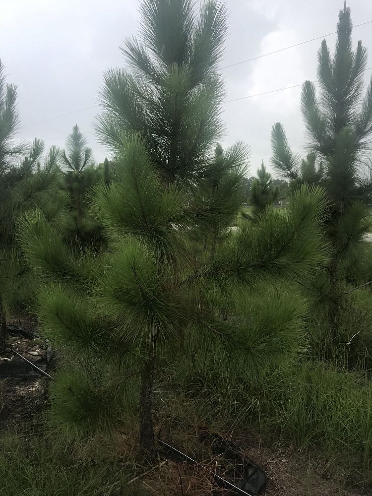 pinus-elliottii-densa-densa-pine-south-florida-slash-pine