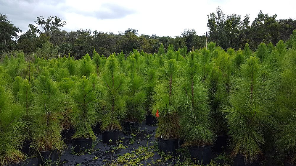 pinus-elliottii-densa-densa-pine-south-florida-slash-pine
