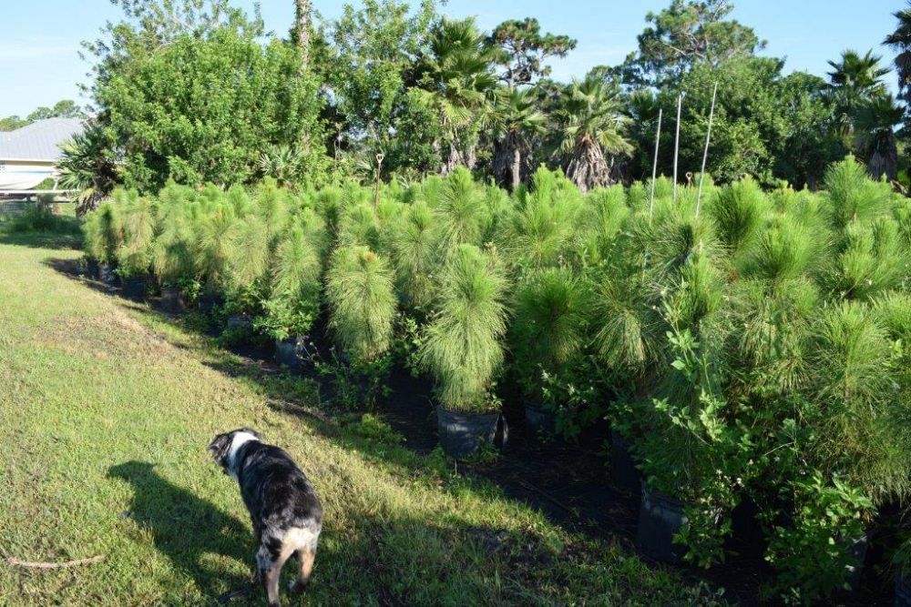 pinus-elliottii-densa-densa-pine-south-florida-slash-pine