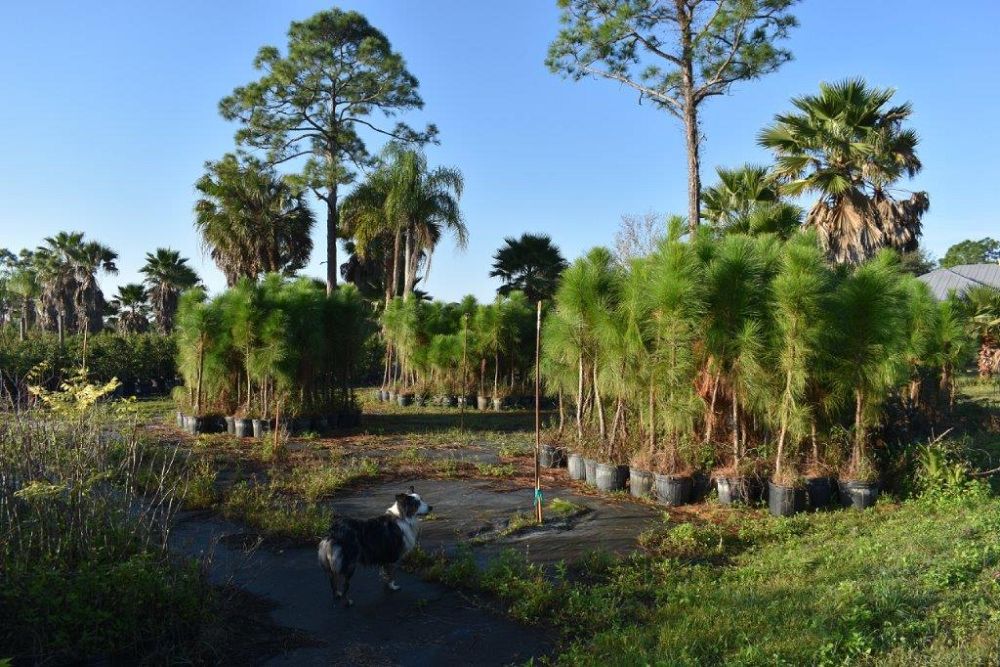 pinus-elliottii-densa-densa-pine-south-florida-slash-pine