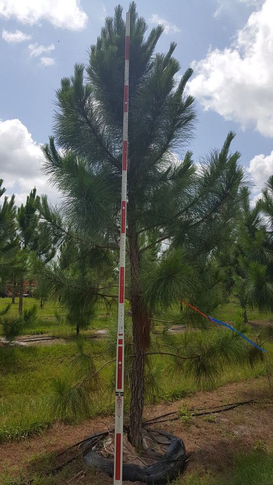 pinus-elliottii-densa-densa-pine-south-florida-slash-pine