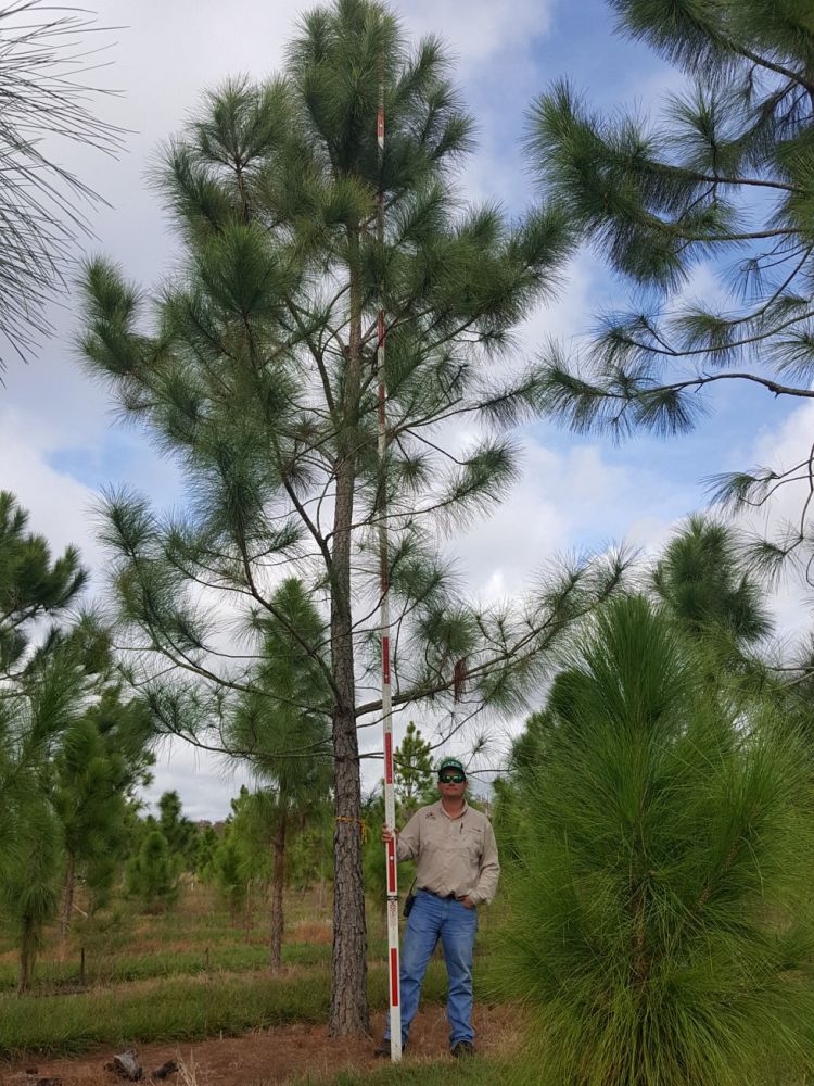 pinus-elliottii-densa-densa-pine-south-florida-slash-pine