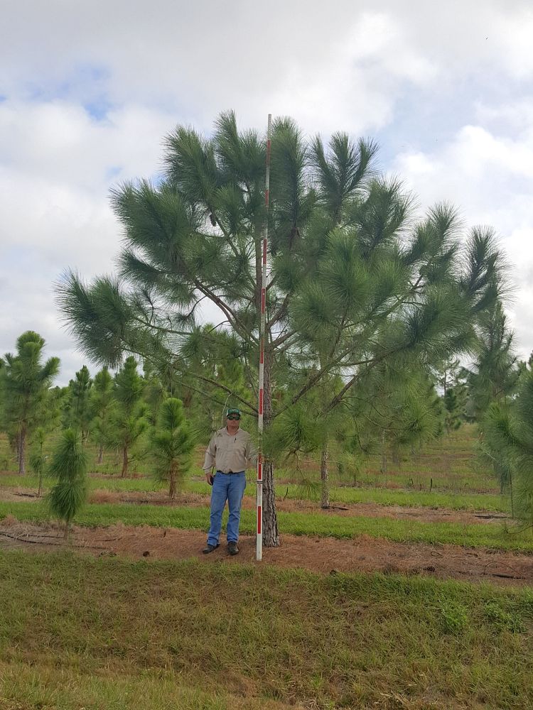 pinus-elliottii-densa-densa-pine-south-florida-slash-pine