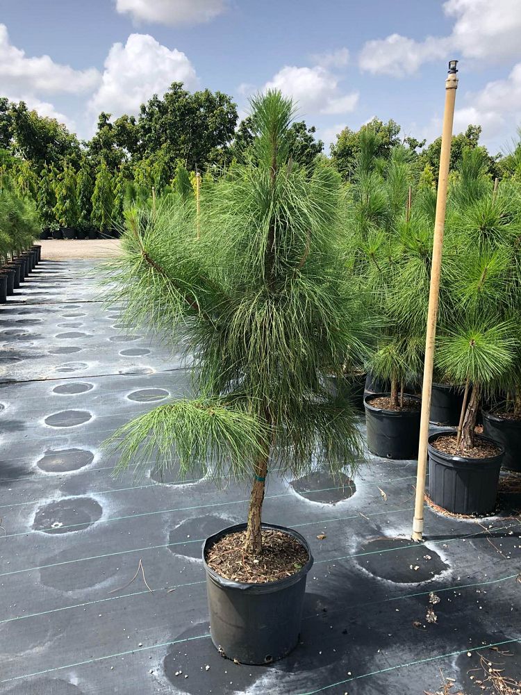 pinus-elliottii-densa-densa-pine-south-florida-slash-pine