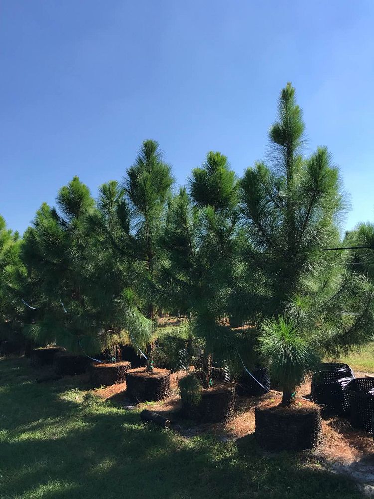 pinus-elliottii-densa-densa-pine-south-florida-slash-pine
