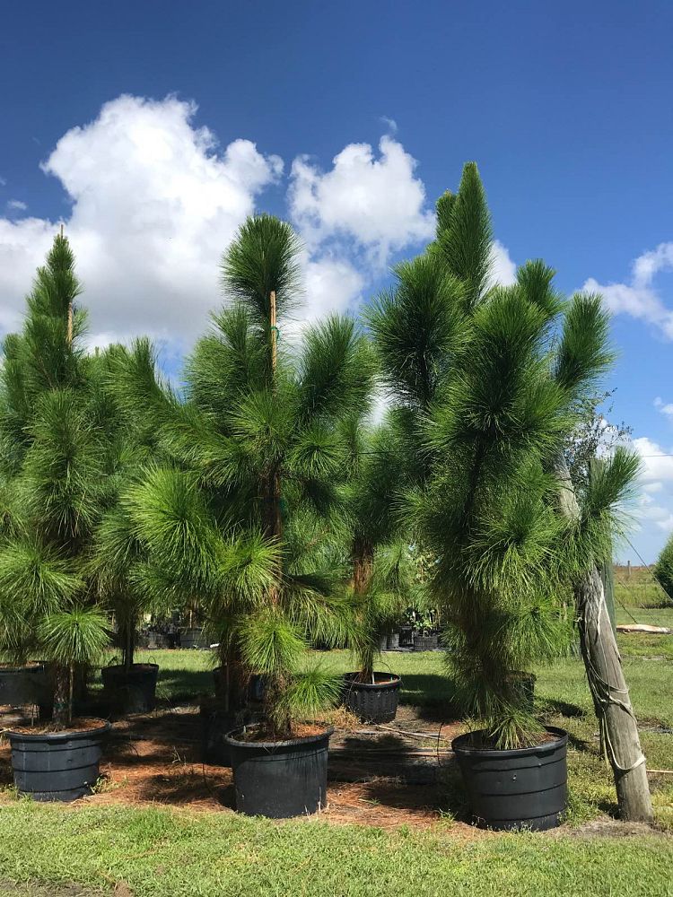 pinus-elliottii-densa-densa-pine-south-florida-slash-pine