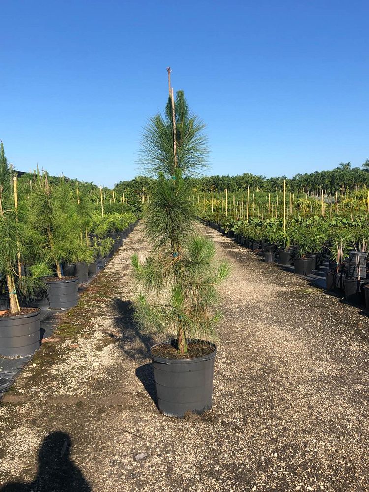 pinus-elliottii-densa-densa-pine-south-florida-slash-pine
