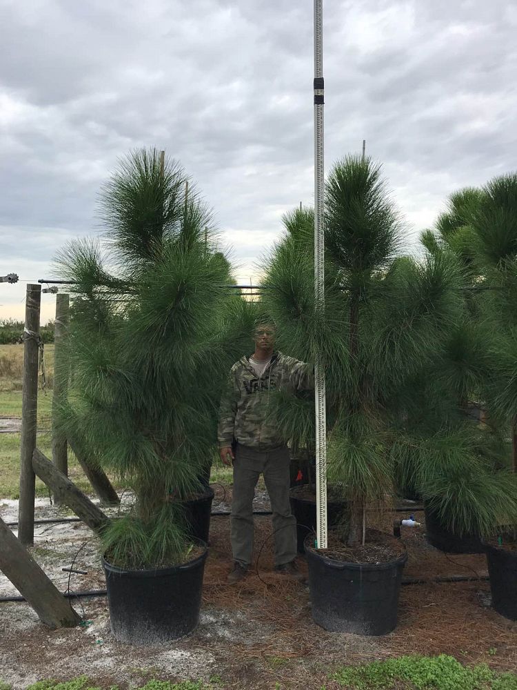 pinus-elliottii-densa-densa-pine-south-florida-slash-pine