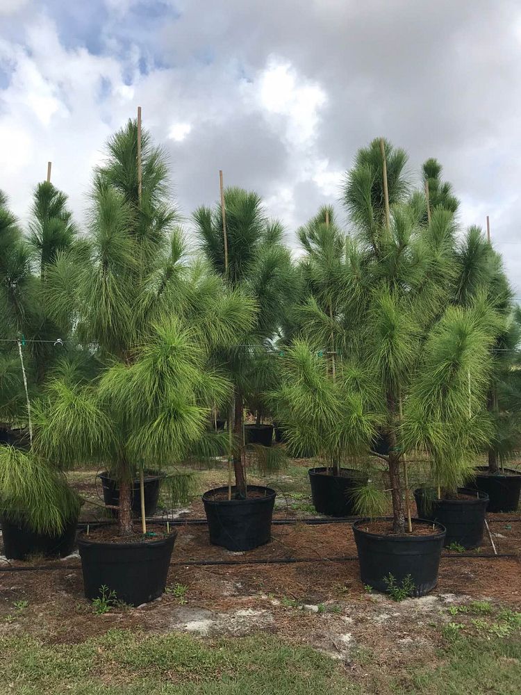 pinus-elliottii-densa-densa-pine-south-florida-slash-pine