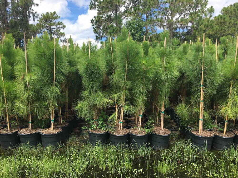 pinus-elliottii-densa-densa-pine-south-florida-slash-pine
