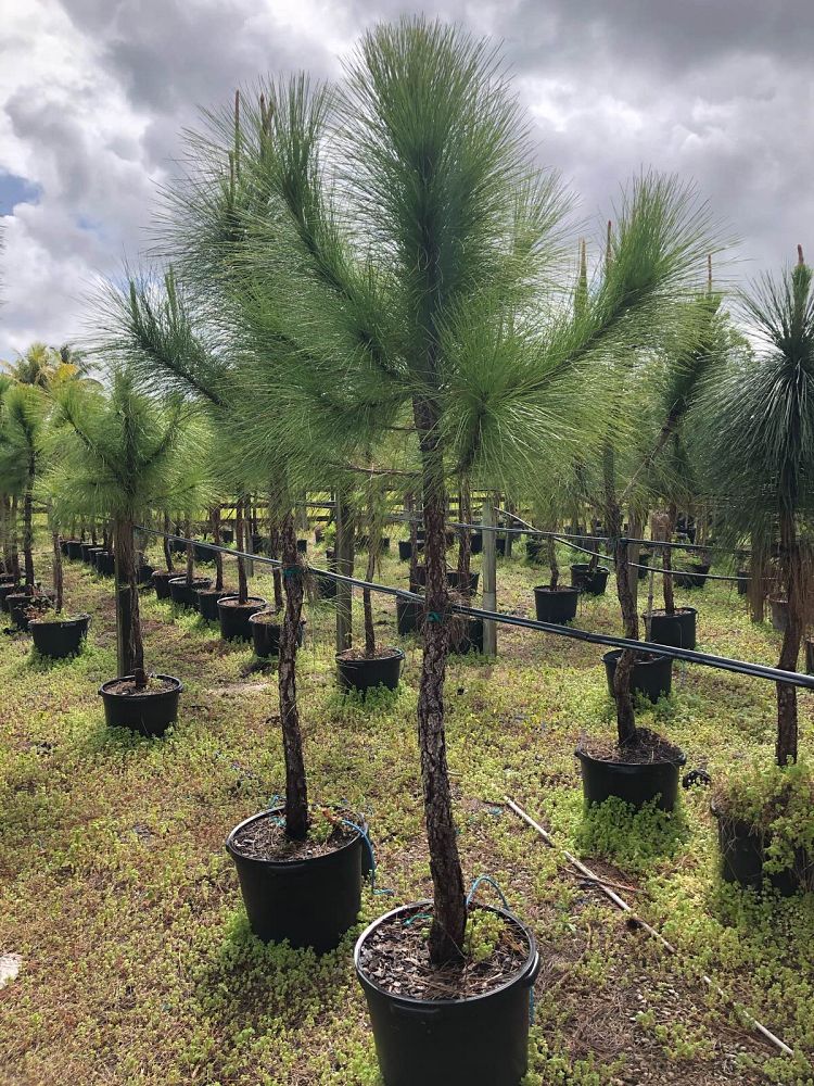 pinus-elliottii-densa-densa-pine-south-florida-slash-pine