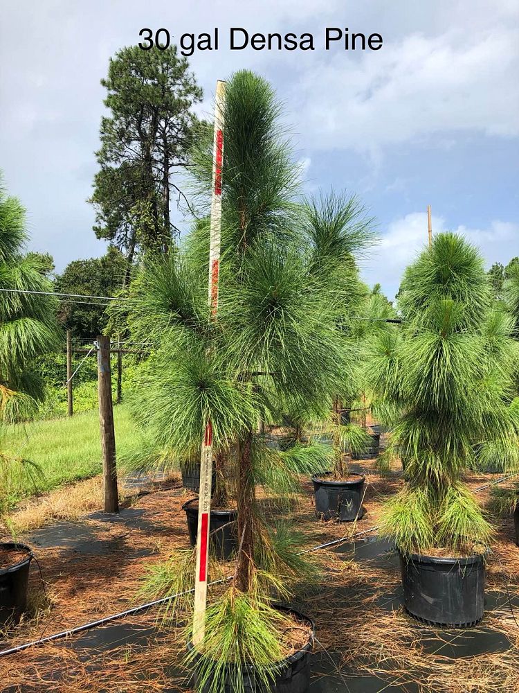 pinus-elliottii-densa-densa-pine-south-florida-slash-pine