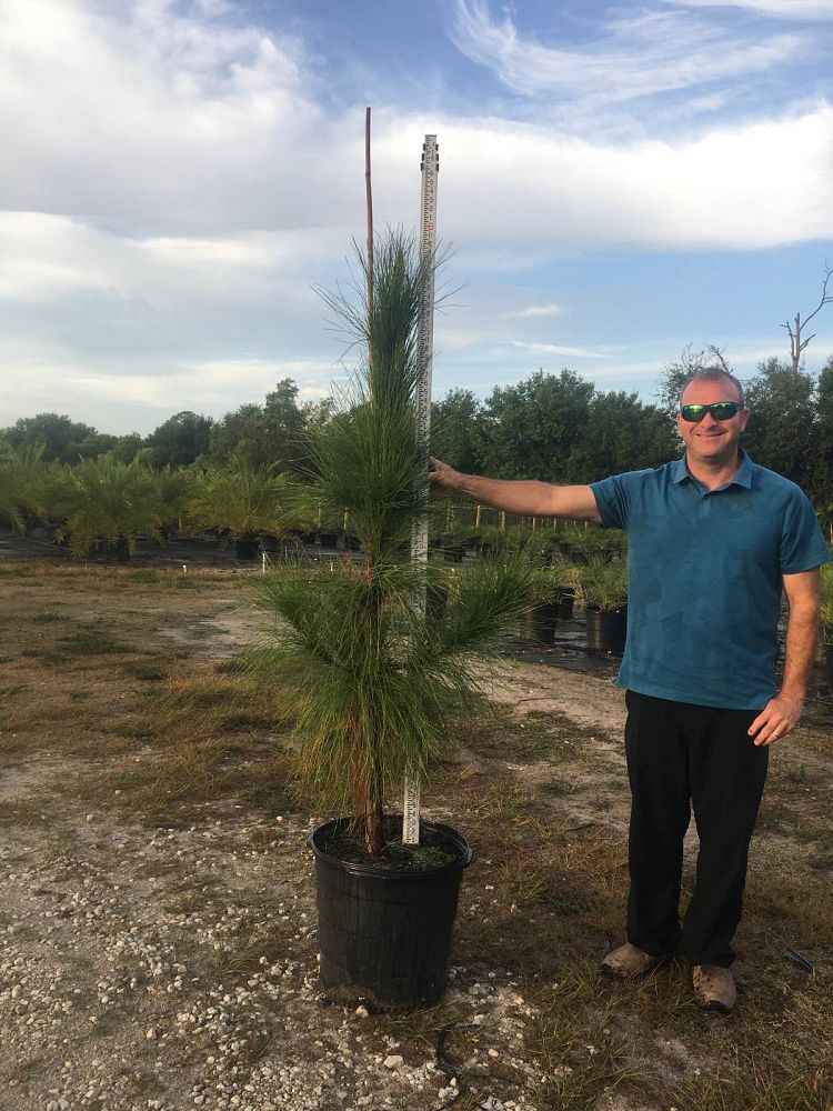 pinus-elliottii-densa-densa-pine-south-florida-slash-pine