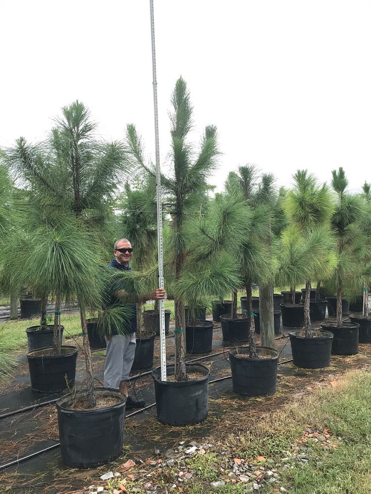 pinus-elliottii-densa-densa-pine-south-florida-slash-pine