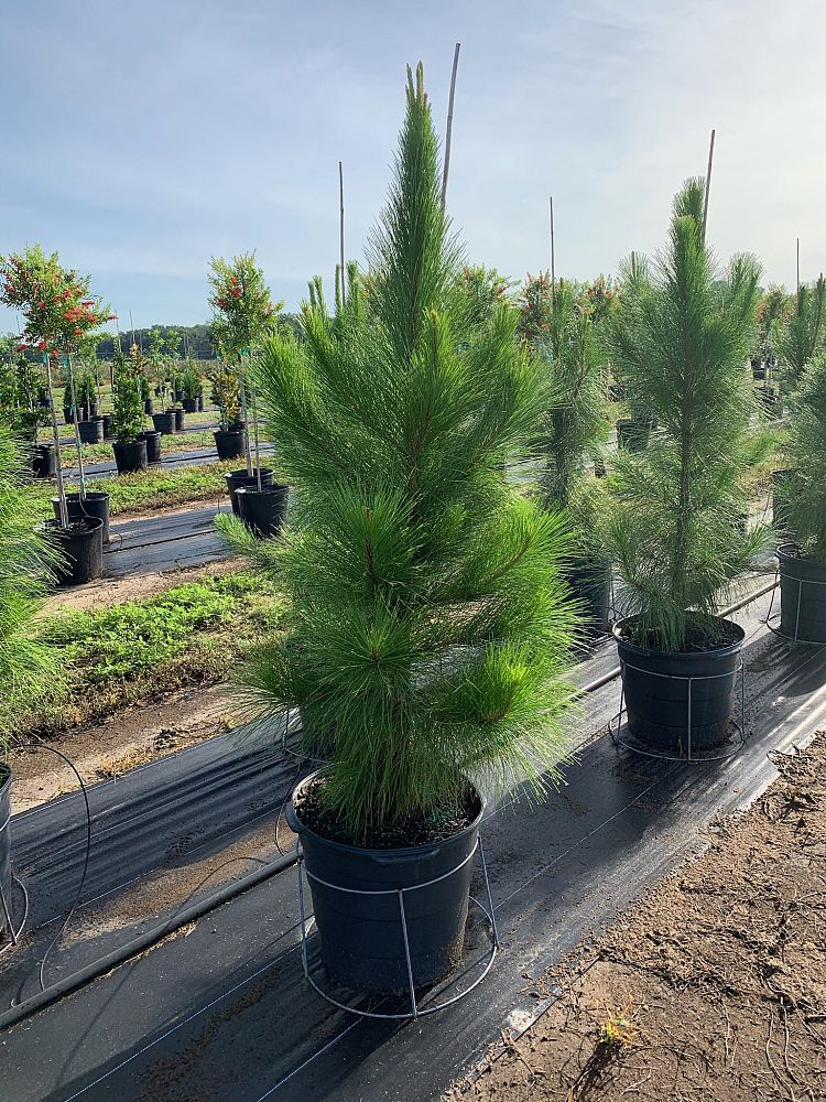pinus-elliottii-densa-densa-pine-south-florida-slash-pine