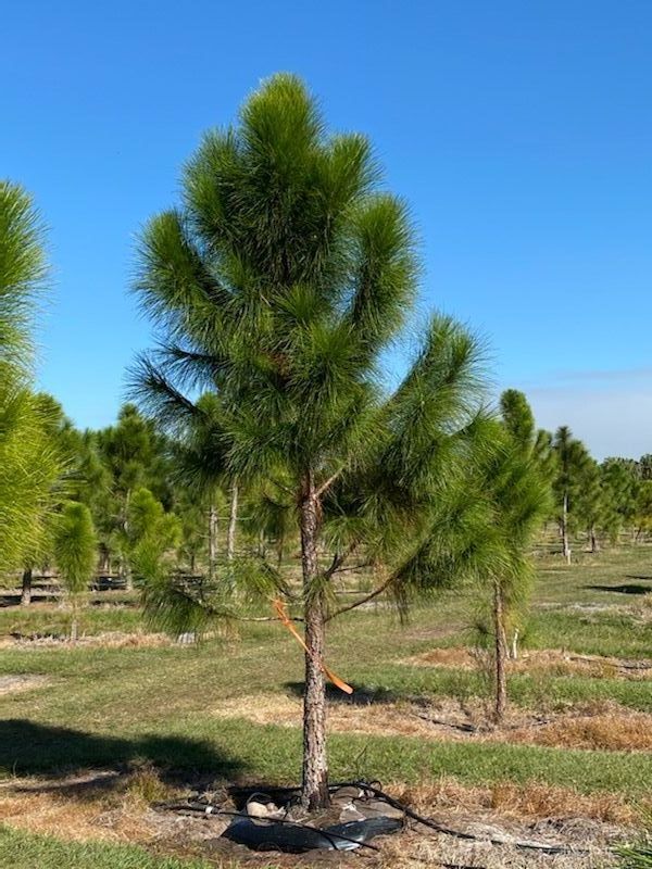 pinus-elliottii-densa-densa-pine-south-florida-slash-pine