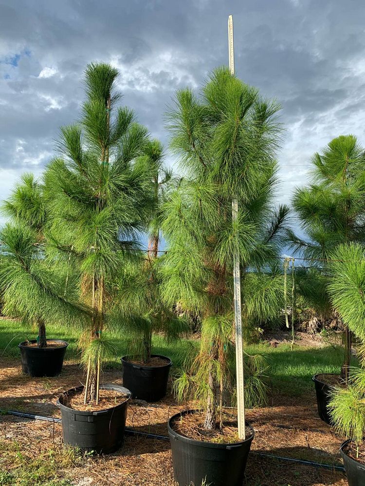 pinus-elliottii-densa-densa-pine-south-florida-slash-pine