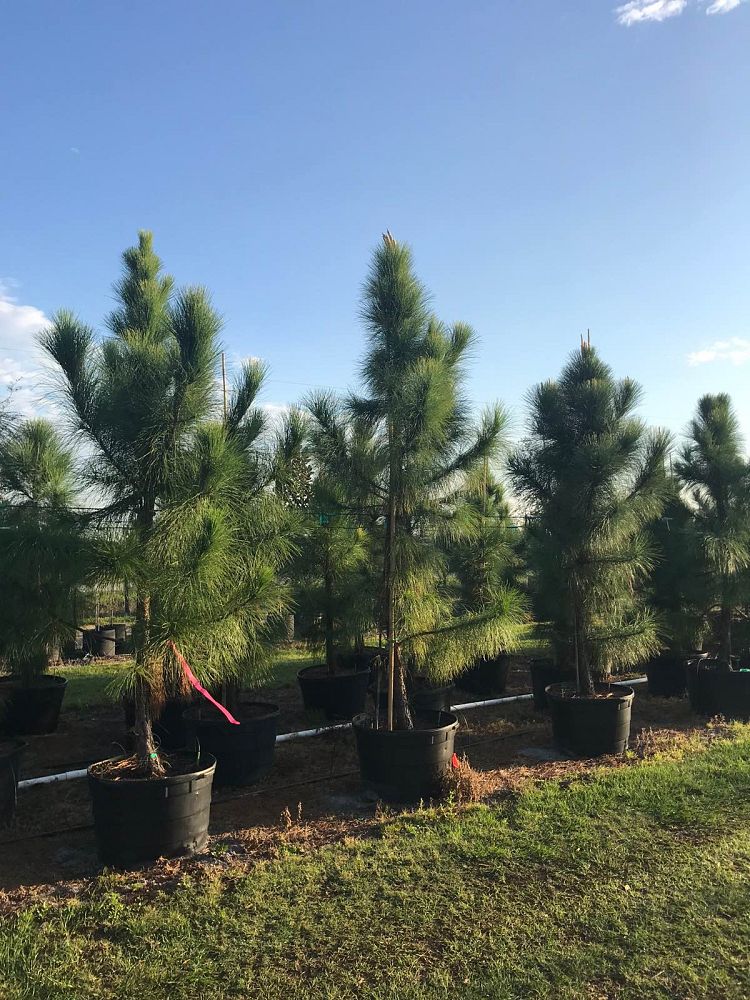 pinus-elliottii-densa-densa-pine-south-florida-slash-pine