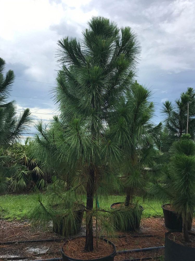 pinus-elliottii-densa-densa-pine-south-florida-slash-pine