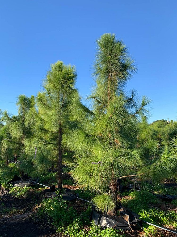 pinus-elliottii-densa-densa-pine-south-florida-slash-pine