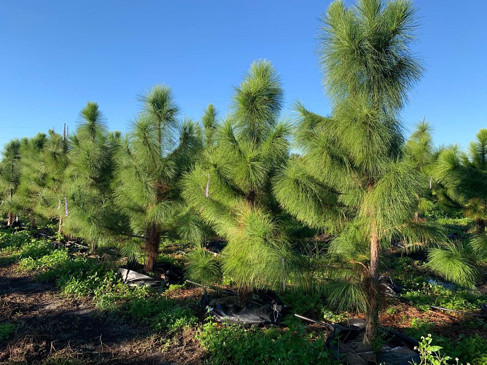 pinus-elliottii-densa-densa-pine-south-florida-slash-pine