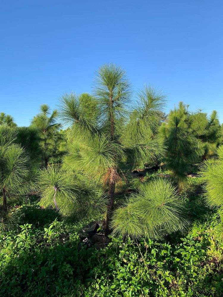 pinus-elliottii-densa-densa-pine-south-florida-slash-pine