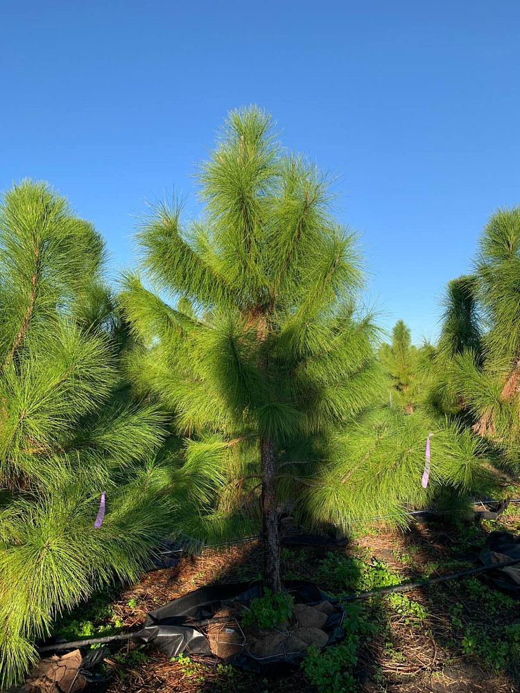 pinus-elliottii-densa-densa-pine-south-florida-slash-pine