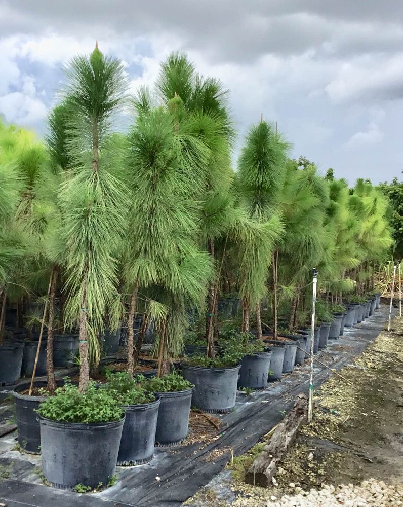 pinus-elliottii-densa-densa-pine-south-florida-slash-pine