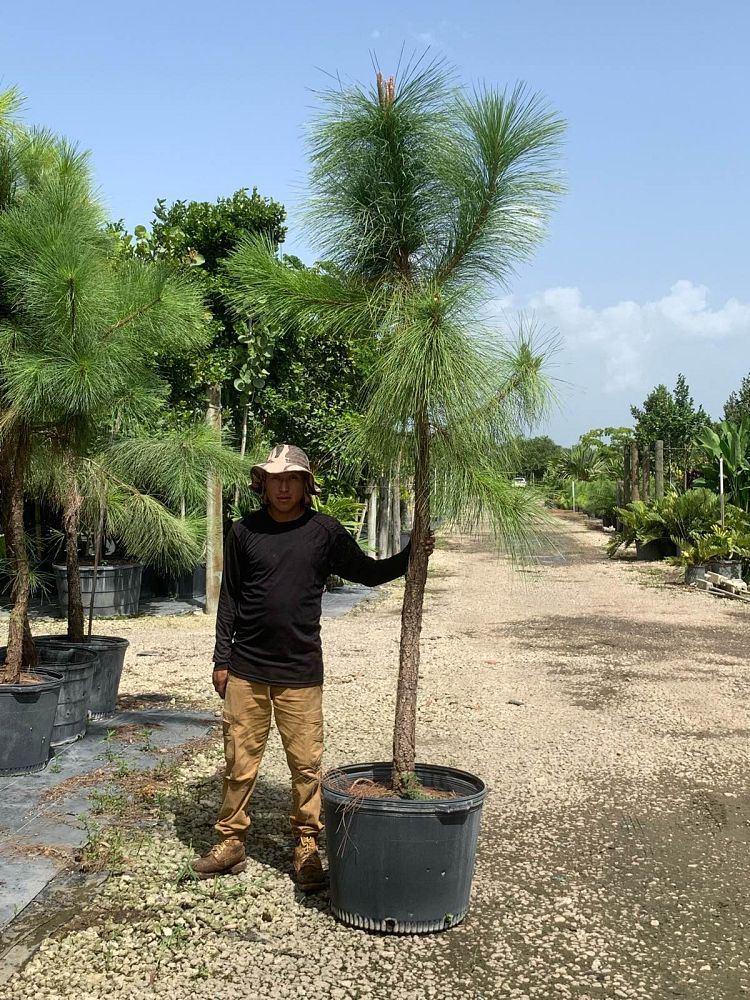 pinus-elliottii-densa-densa-pine-south-florida-slash-pine