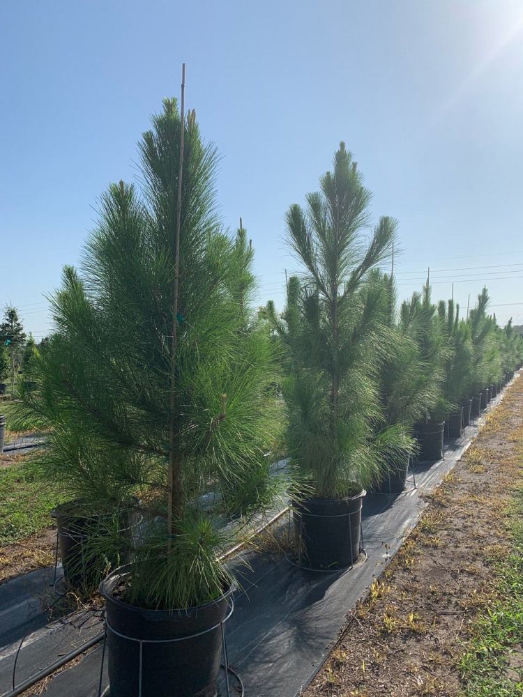 pinus-elliottii-densa-densa-pine-south-florida-slash-pine