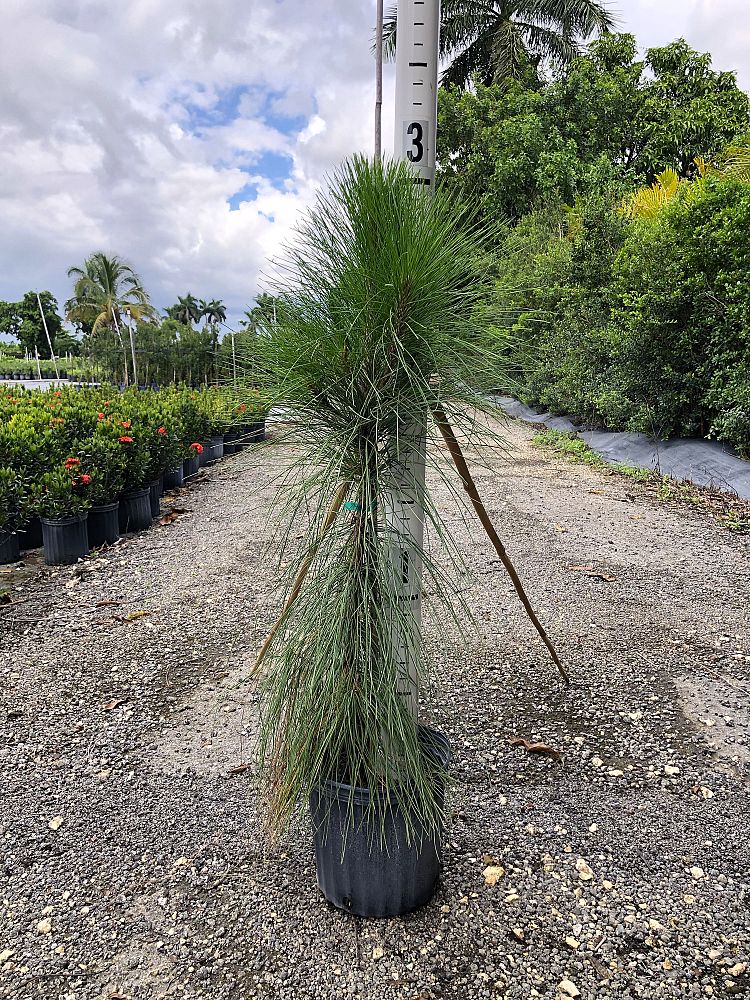 pinus-elliottii-densa-densa-pine-south-florida-slash-pine