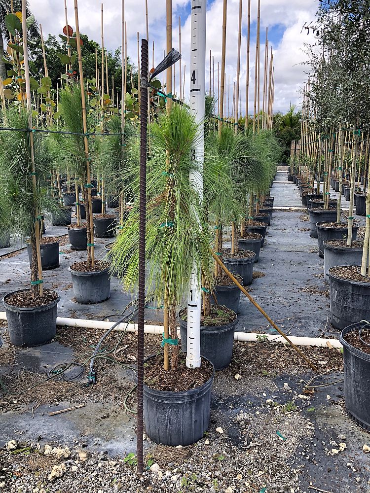 pinus-elliottii-densa-densa-pine-south-florida-slash-pine