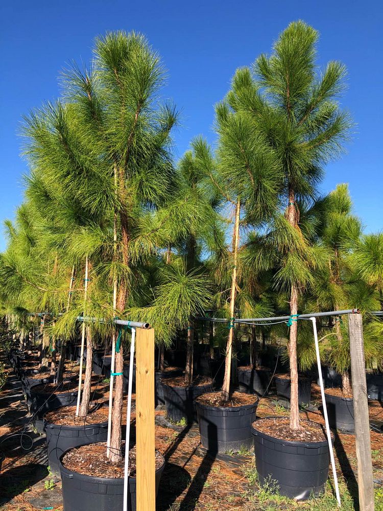 pinus-elliottii-densa-densa-pine-south-florida-slash-pine