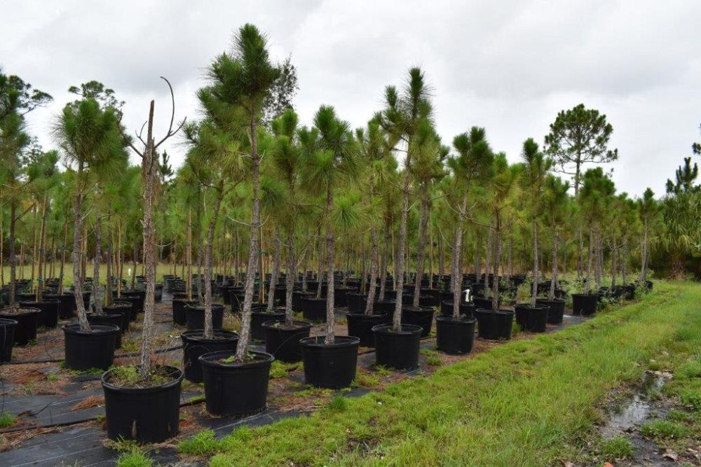 pinus-elliottii-densa-densa-pine-south-florida-slash-pine