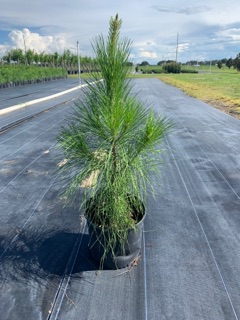 pinus-elliottii-densa-densa-pine-south-florida-slash-pine