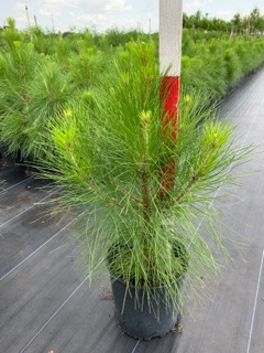 pinus-elliottii-densa-densa-pine-south-florida-slash-pine