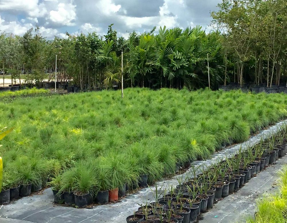 pinus-elliottii-densa-densa-pine-south-florida-slash-pine