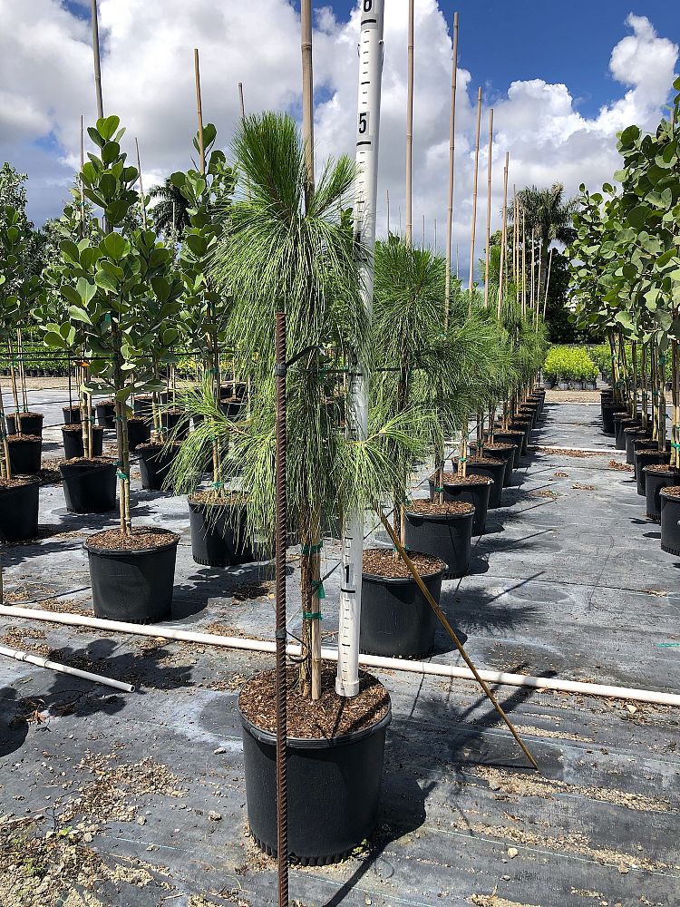 pinus-elliottii-densa-densa-pine-south-florida-slash-pine