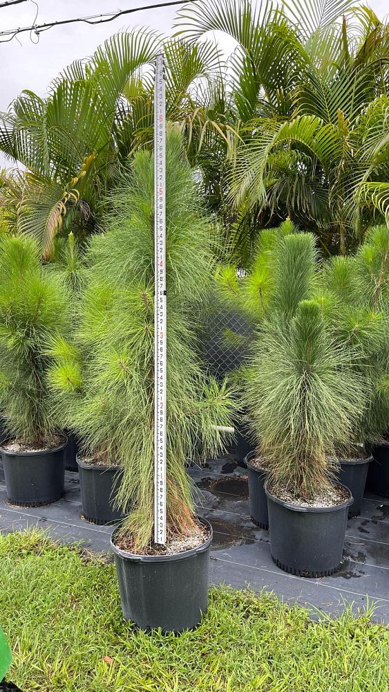 pinus-elliottii-densa-densa-pine-south-florida-slash-pine