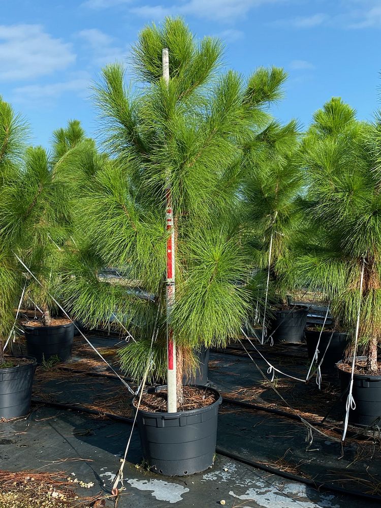 pinus-elliottii-densa-densa-pine-south-florida-slash-pine