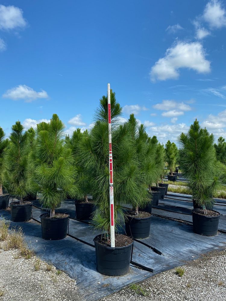 pinus-elliottii-densa-densa-pine-south-florida-slash-pine