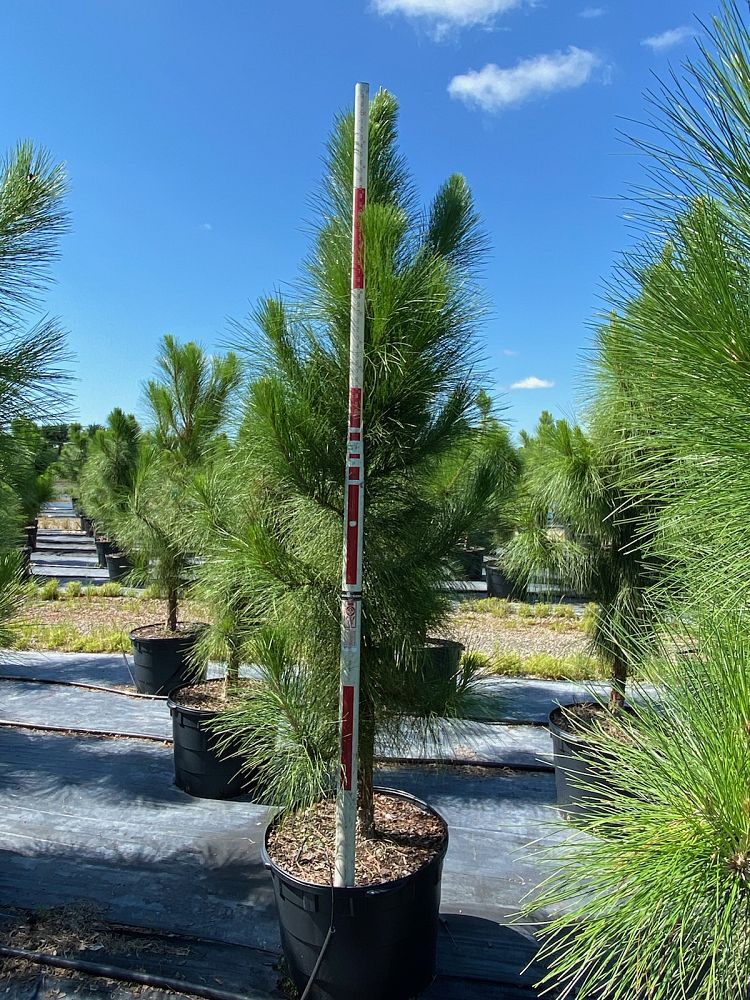 pinus-elliottii-densa-densa-pine-south-florida-slash-pine