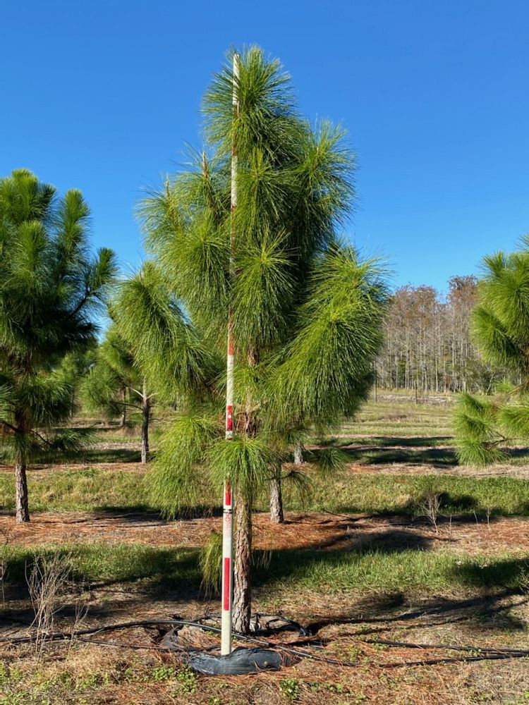 pinus-elliottii-densa-densa-pine-south-florida-slash-pine