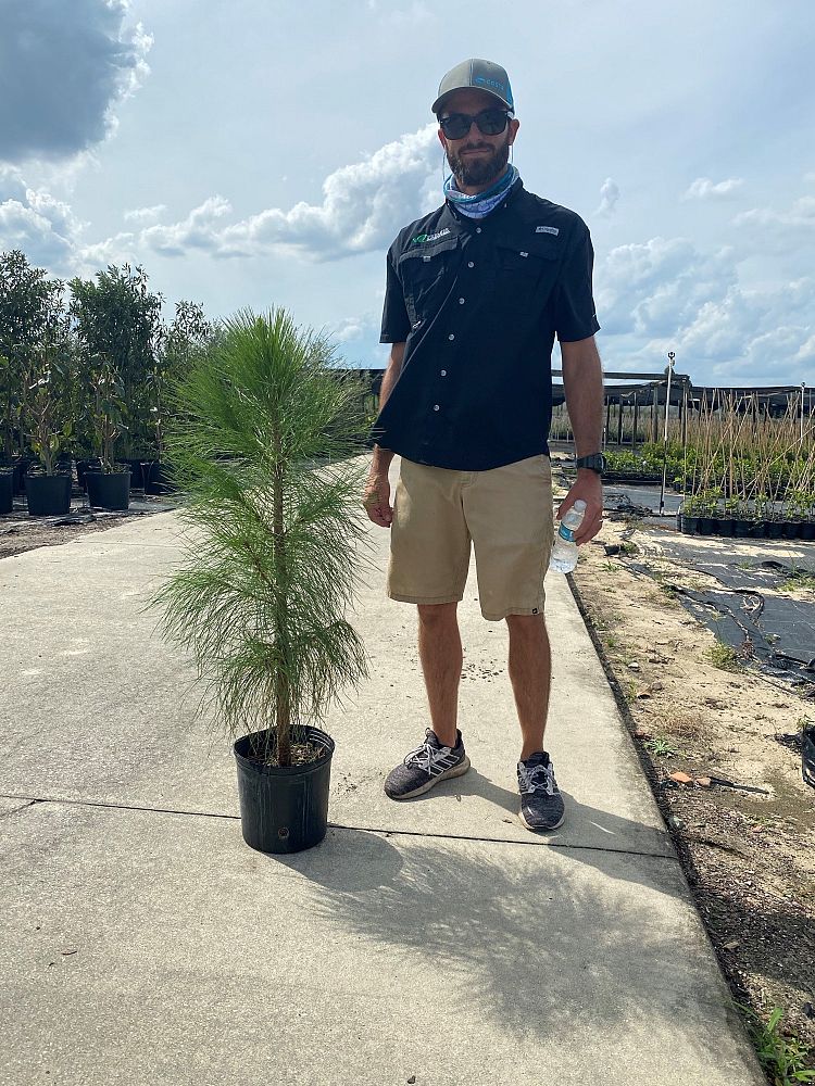 pinus-elliottii-densa-densa-pine-south-florida-slash-pine