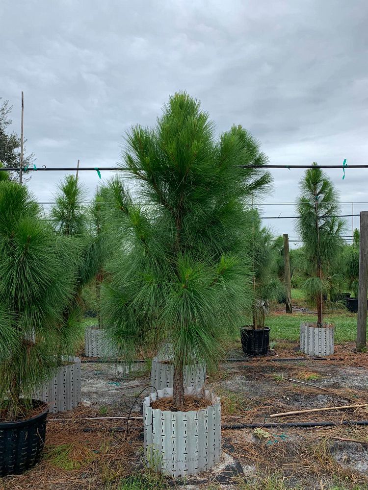 pinus-elliottii-densa-densa-pine-south-florida-slash-pine