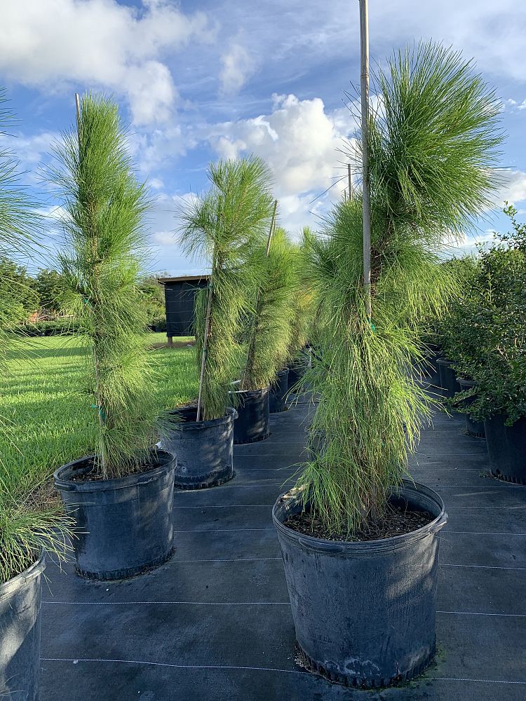 pinus-elliottii-densa-densa-pine-south-florida-slash-pine
