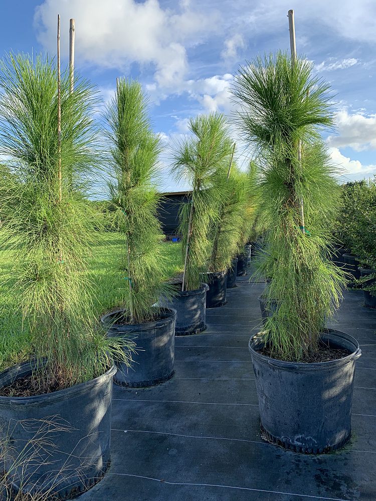 pinus-elliottii-densa-densa-pine-south-florida-slash-pine