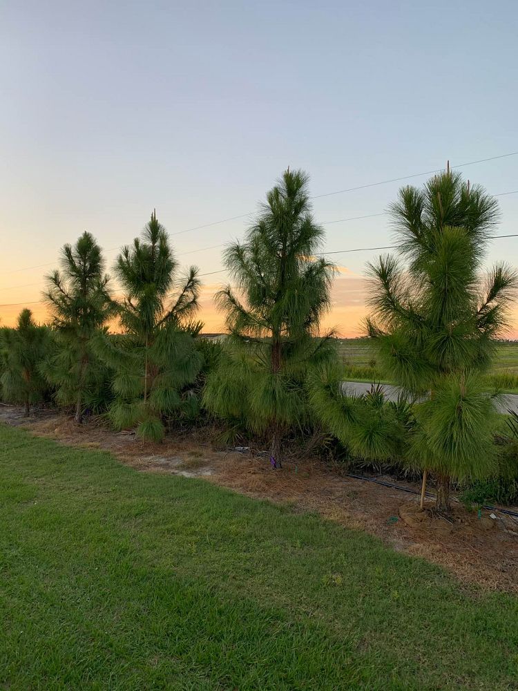 pinus-elliottii-densa-densa-pine-south-florida-slash-pine