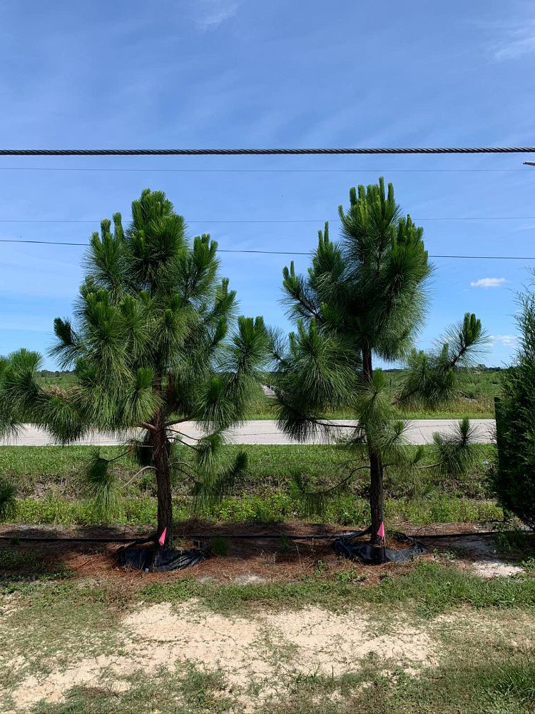 pinus-elliottii-densa-densa-pine-south-florida-slash-pine