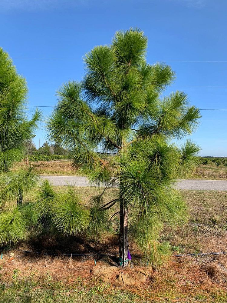 pinus-elliottii-densa-densa-pine-south-florida-slash-pine